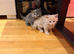 Adorable 5-Week-Old Kittens Ready for a Loving Home!