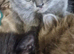 British short haired cross maine coon kitten for sale