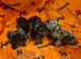 Dachshund puppies