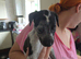 Lurcher puppies for sale
