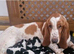 Beautiful Basset Hound Pups Ready NOW