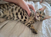 Silver bengal