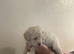F1B cavapoo puppies