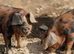 Pedigree Oxford Sandy & Black weaners