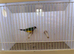 Gouldian Finch Cock Bird For Sale (BH, PB, GB)