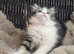 Persian beautiful girl ready now