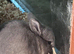 Adorable little lops