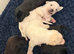STUNNING PUPPIES LOOKING FOR FOREVER HOMES