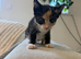 Loving kittens