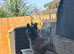 Beautiful American Akita pup