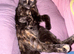 Maple - 8 months