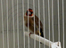 Goldfinch Male