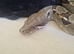 Rainbow Boa and 4ft viv