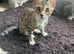 Female kitten fully bengal looking for a loving home