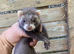 Polecat ferrets