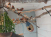 Zebra finches for sale.mixed colours