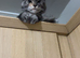 Mainecoon female and male pair
