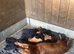 Labrador Pups boys and girls ready July
