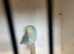 Parrotlets mixed colour like rainbow