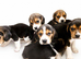 Full chunky beagles