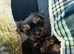 Tiny Toy Yorkshire Terrier Puppies (Yorkie)