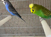 Budgie pairs