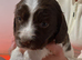 Springer Spaniel Pups for Sale ALL SOLD