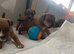 Lakeland terrier puppies