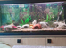 4ft whole set up fishtank with stand
