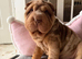 Stunning Shar Pei