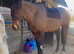 Super well bred alrounder type