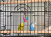 Exhibition budgies & cage