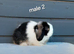 Stunning purebred mini lop rabbits