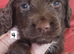 Kc cocker spaniel puppies