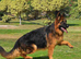 German shepherd female