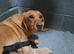 Labrador puppies