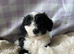 Beautiful cockapoo puppies