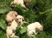 Labrador X Cocker puppies