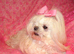 Gorgeous Babydoll KC Registered Korean Maltese Adult Girl