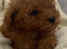 Toy poodle puppy's for sale