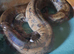Short Tailed Boa and Full Setup