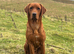 Exceptional fox red labrador puppies