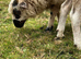 2 Valais x ewe lambs