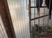 Baby budgies