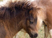 Show Quality Registered Minature Shetland Colt Foal