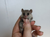 Male African Pygmy Dormouse
