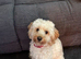 Female Cavapoo for sale