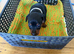 Mini pincher puppies