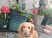 Cream longhaired dachshund female kc reg