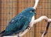 Beautiful young blue kakariki